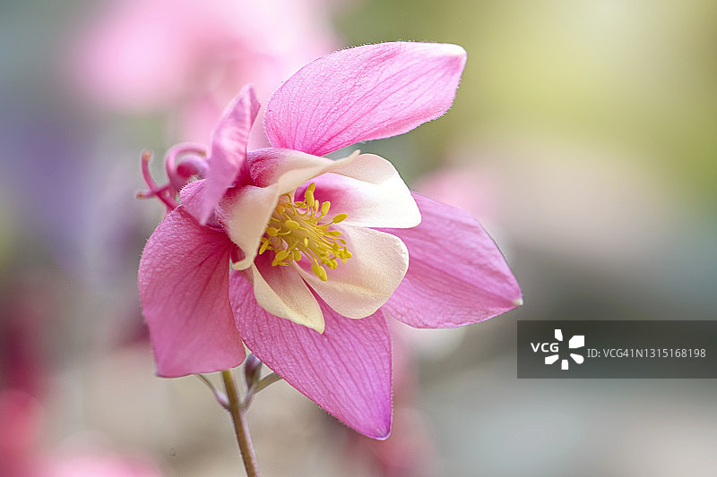 美丽的，春天，粉红色的水仙花也被称为耧斗菜花或奶奶的帽子图片素材