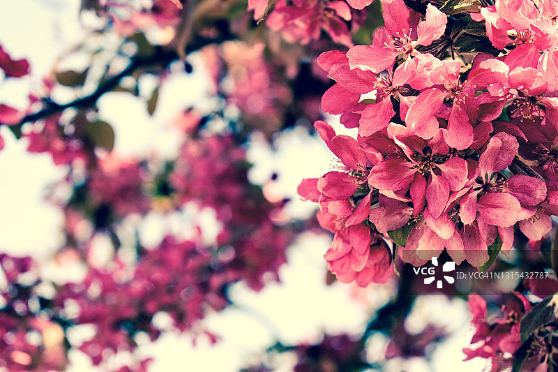美丽的深粉色树花图片素材