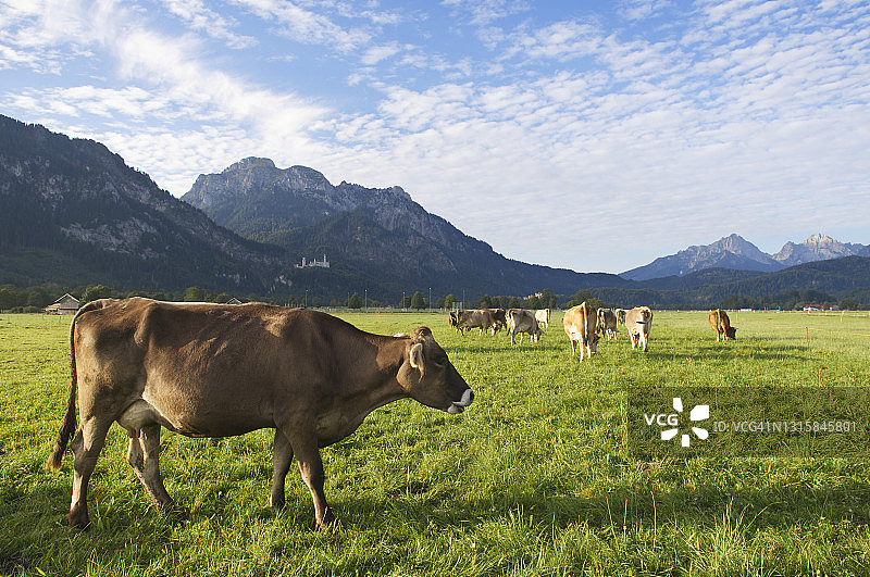 巴伐利亚阿尔卑斯山脉的牛图片素材