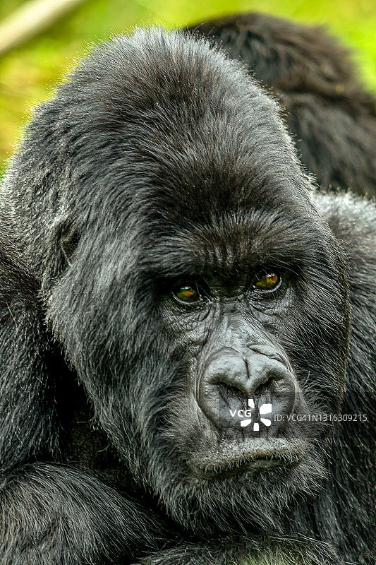 这是在卢旺达火山国家公园休息的银背山地大猩猩的特写图片素材