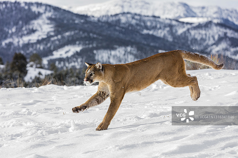 美洲狮(美洲狮)在雪地上奔跑狩猎的特写镜头图片素材