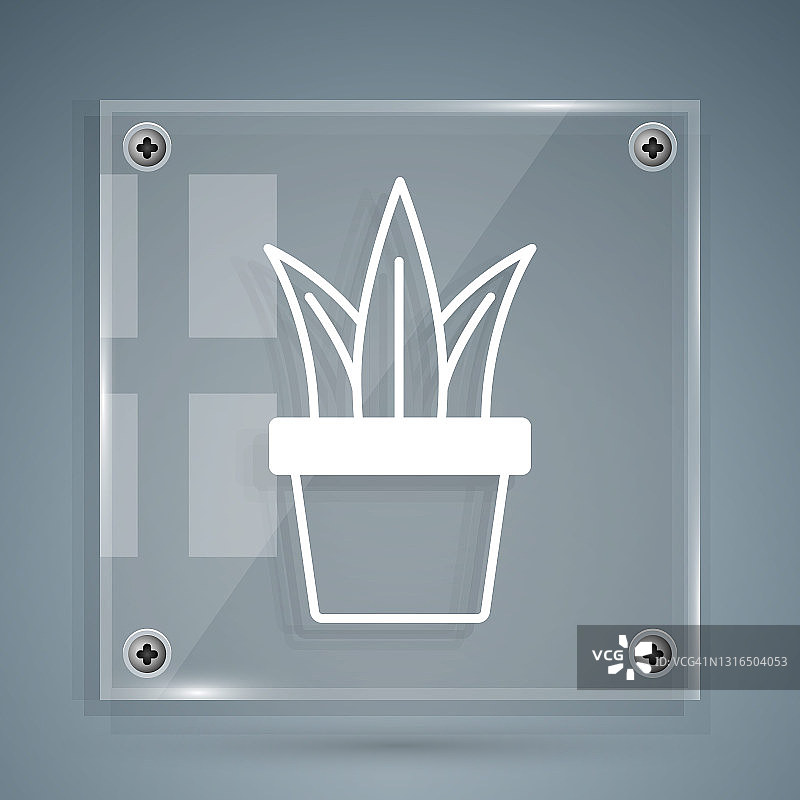 白色植物在盆图标孤立在灰色背景。盆栽植物。盆栽植物标志。方形玻璃面板。向量图片素材
