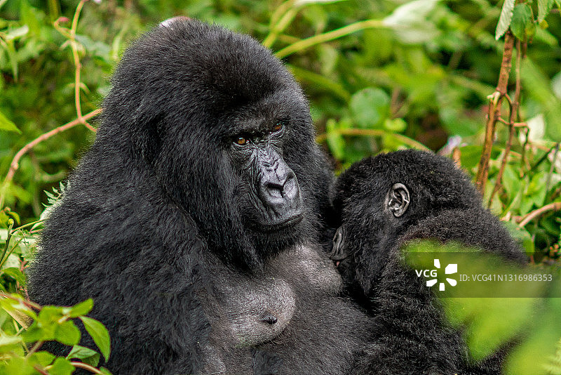雌性山地大猩猩(白令盖大猩猩)坐在怀里哺乳她的孩子的场景图片素材
