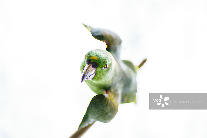 一只绿色鹦鹉在白色背景下飞行的照片图片素材