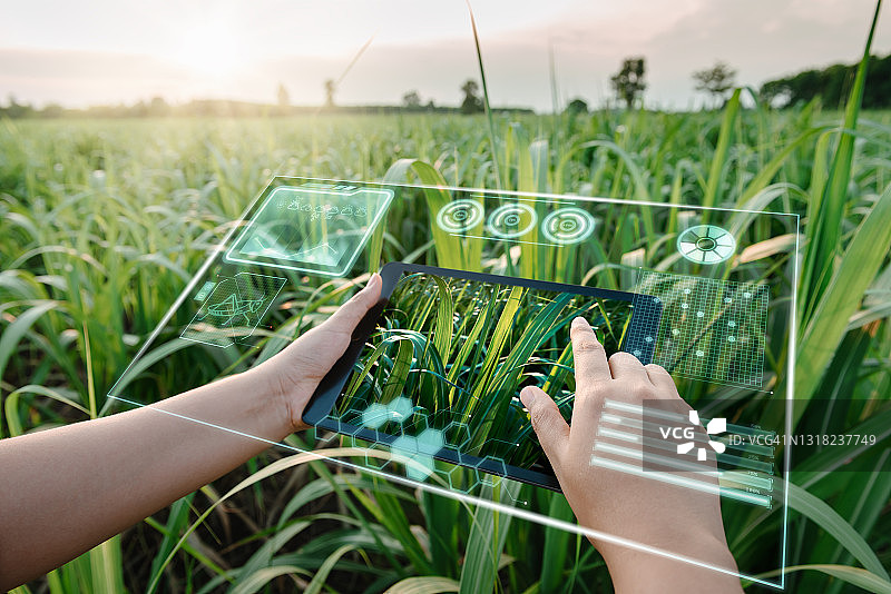 女性农场工人使用数字平板与虚拟现实人工智能(AI)分析甘蔗农田植物病害。科技、智慧农业、创新农业理念。图片素材