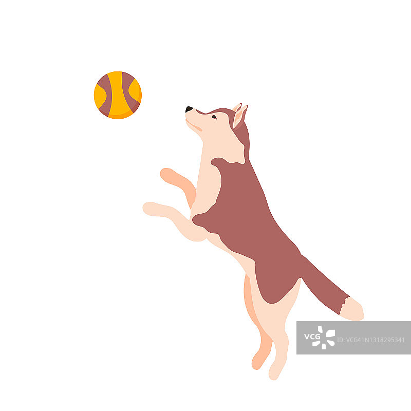 可爱的哈士奇狗玩球。矢量插图孤立在白色背景图片素材
