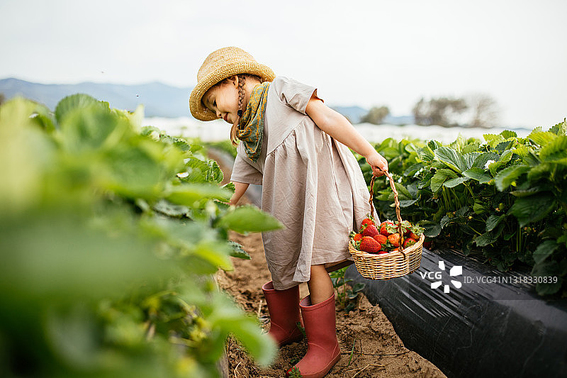 一个小女孩在田里摘草莓图片素材