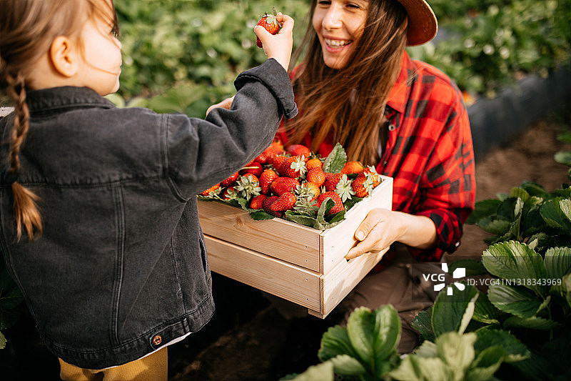妈妈和女儿在草莓地里玩得很开心图片素材