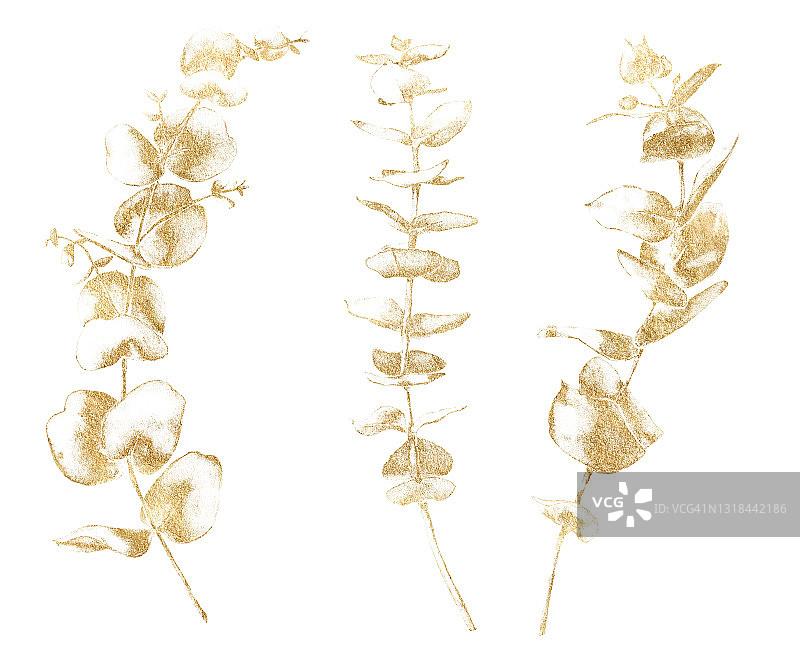 水彩花套金色桉树的树枝，树叶和种子。手绘银元桉树孤立在白色的背景。插图设计，印刷，织物或背景。图片素材