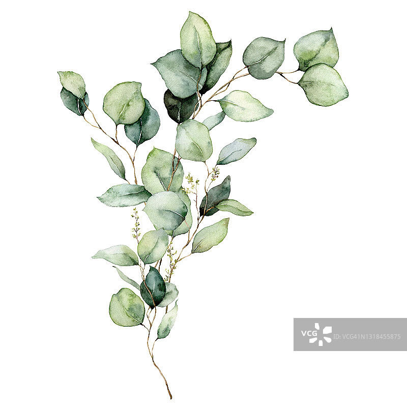 水彩画桉树叶，种子和树枝的花卡片。手绘银元桉树花束孤立在白色的背景。插图设计，印刷，织物或背景。图片素材