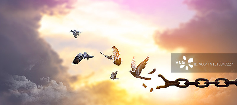 飞翔的鸟与断链-自由的鸟与自然在日落的背景，希望的概念。图片素材