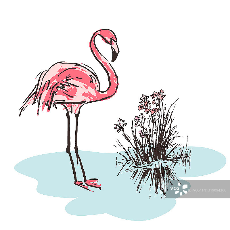 白色背景上的粉红色火烈鸟素描图片素材