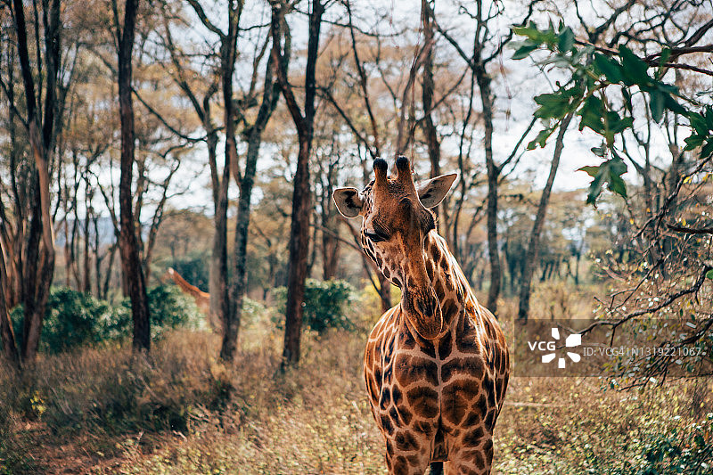 罗斯柴尔德的长颈鹿在林地里散步。图片素材