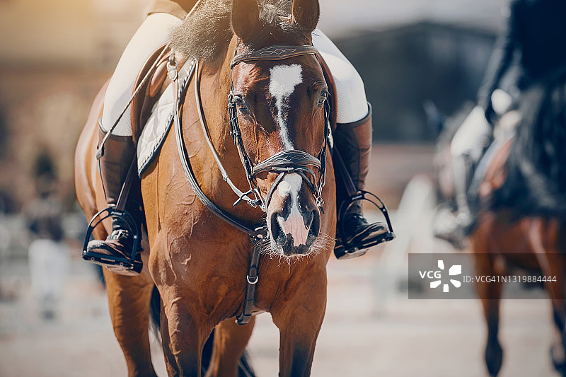 肖像运动棕色种马在笼头。马镫上骑手的腿，骑在马上。图片素材