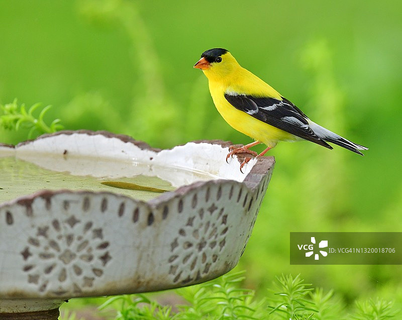 雄性金翅雀在鸟浴中图片素材