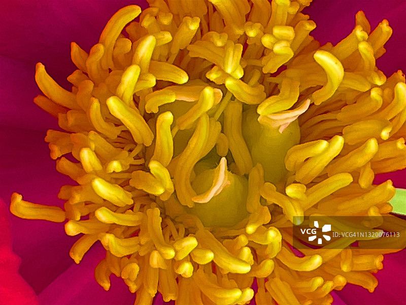 春季牡丹中心呈黄色绽放图片素材