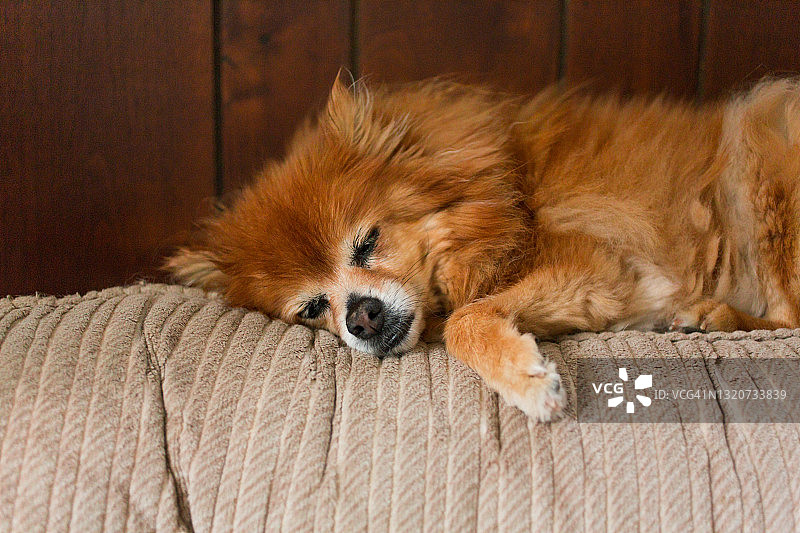 睡觉的狗，高级宠物，疲倦的狗博美犬图片素材