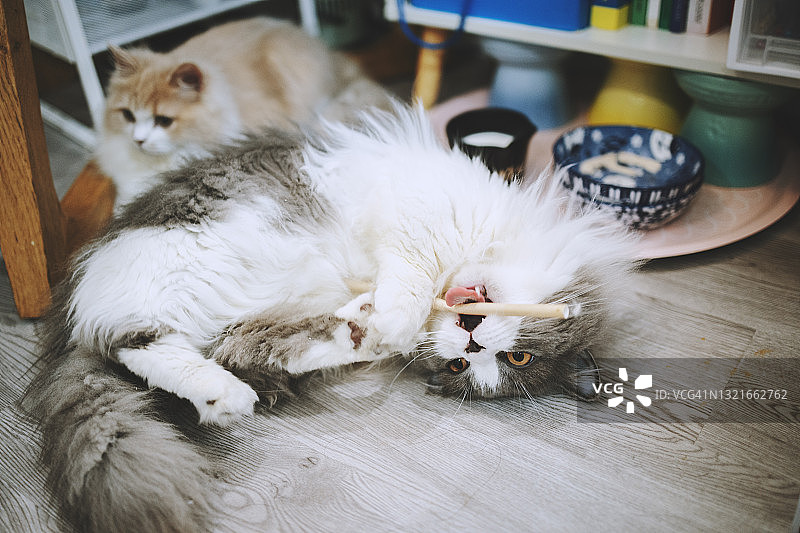 猫躺在地板上咬着稻草图片素材