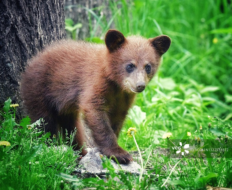 野生肉桂色的黑熊在草地上图片素材