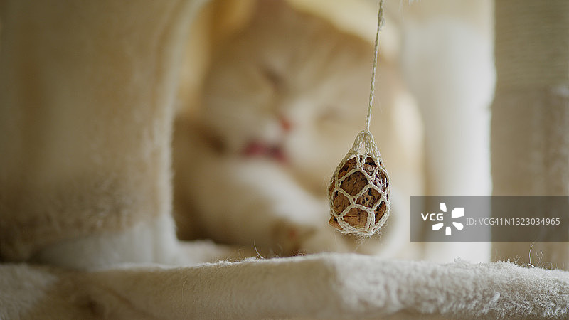 可爱的英国短毛猫在毛茸茸的猫屋里休息。前景聚焦图片素材