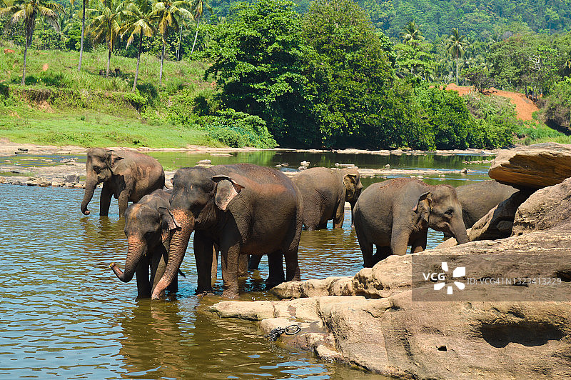 斯里兰卡Pinnewala的大象孤儿院。图片素材