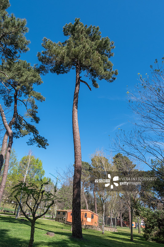 岛上公园散步道上的一棵高大的松树图片素材