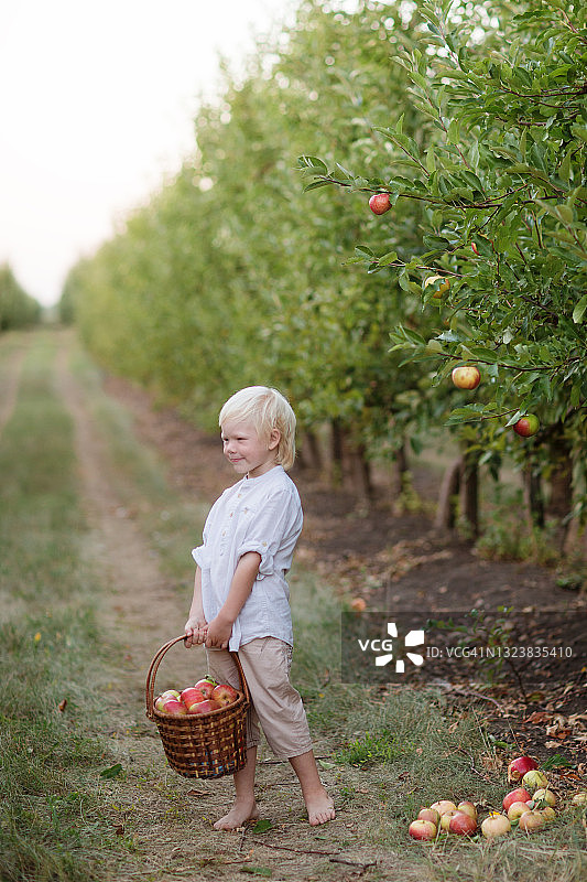 男孩收集苹果。小农夫在花园里工作的照片图片素材