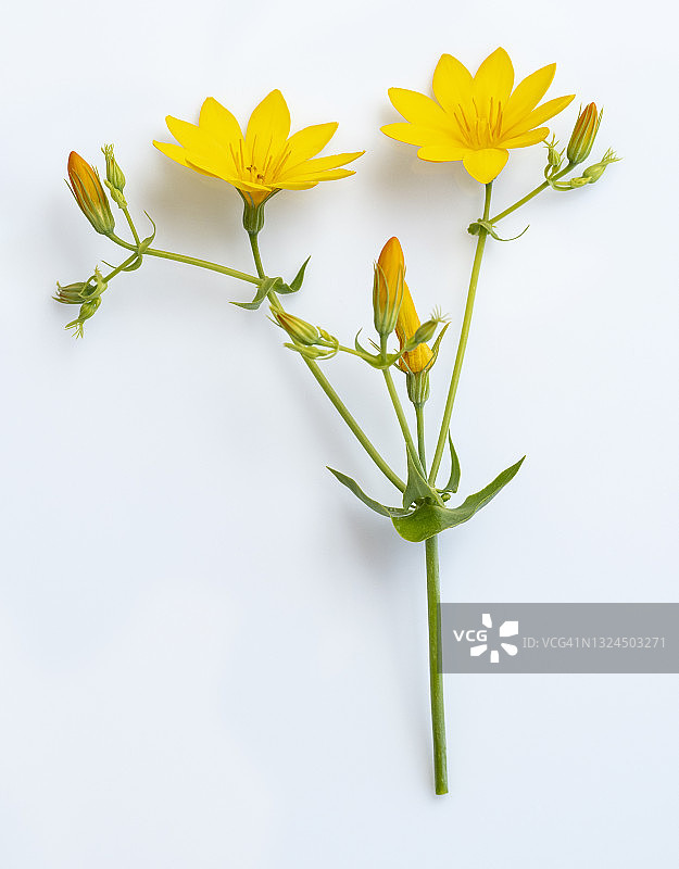黄色的野生雏菊的特写在一个白色的背景裁剪。图片素材