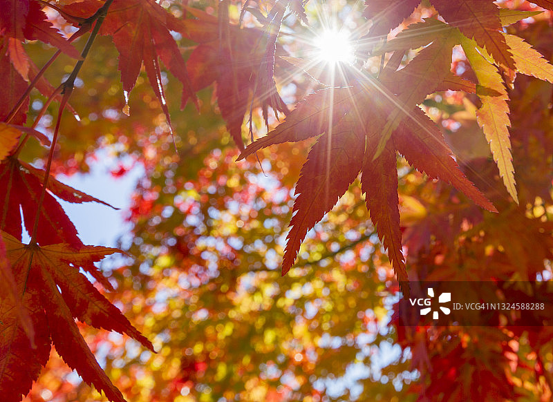 阳光透过日本秋叶在森林里图片素材