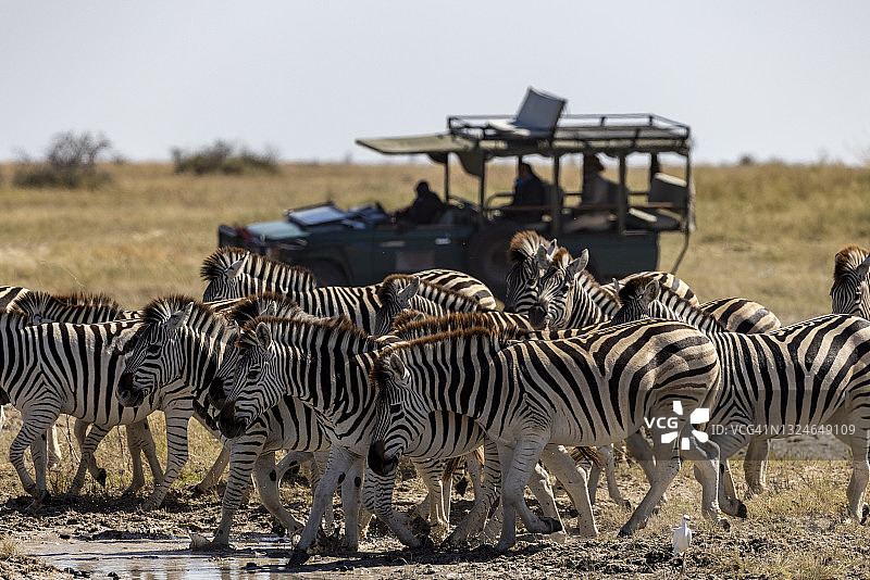 旅行和旅游。一辆旅游游猎车的近距离观看一小群斑马。斑马迁徙博茨瓦纳图片素材