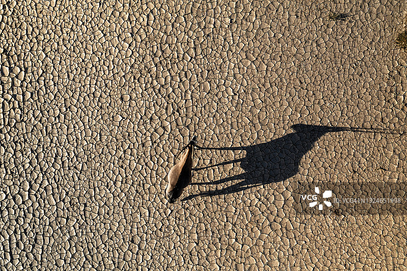 直下鸟瞰图，大羚羊站在干燥干燥龟裂的泥土表面，在壮观的纳米布沙漠投下阴影图片素材