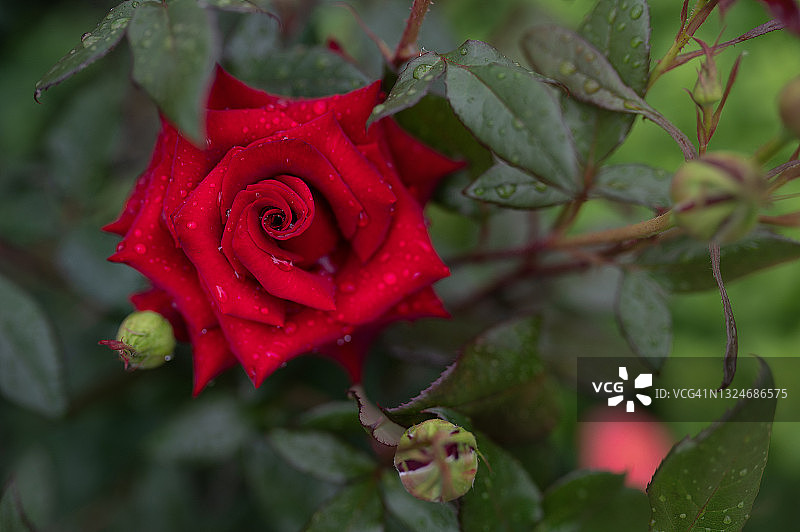 一朵美丽的红玫瑰，带着雨滴，点缀在绿色的背景上。激情。美。情人节贺卡，3月8日，母亲节图片素材