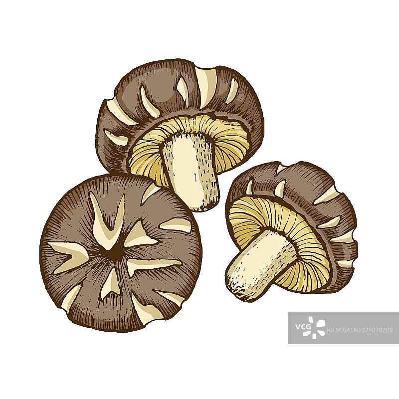 香菇插图图片素材