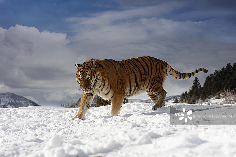 东北虎(panthera tigris altaica)在雪地上行走的侧面照片图片素材