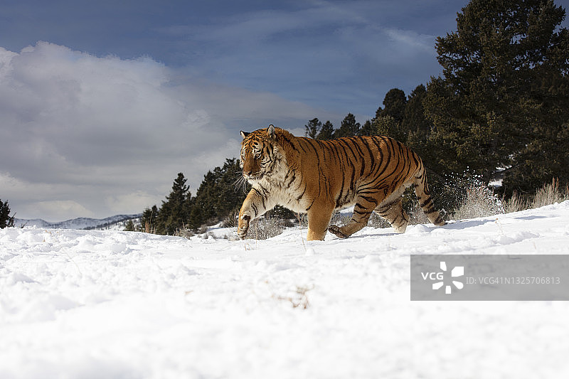 东北虎(阿尔泰卡虎)在雪地上行走图片素材