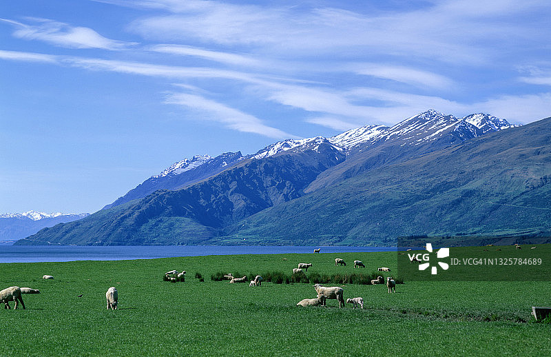 在绿色牧场上吃草的绵羊图片素材