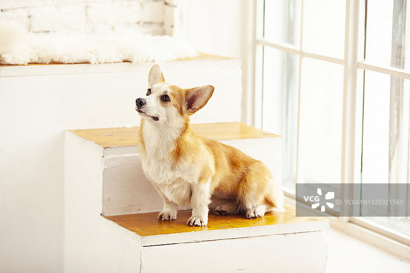 漂亮的柯基狗坐在窗边。白色背景。文本空间。图片素材