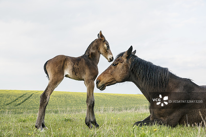 美丽的棕色马，母马和小马驹在春天的田野图片素材