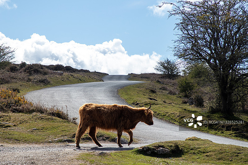 高地奶牛穿过达特穆尔的公路图片素材