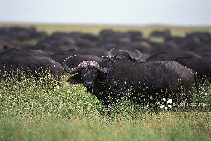 塞伦盖蒂平原的野牛群图片素材