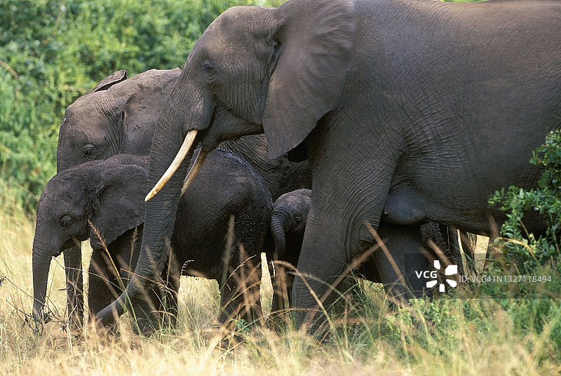 大象与小腿图片素材