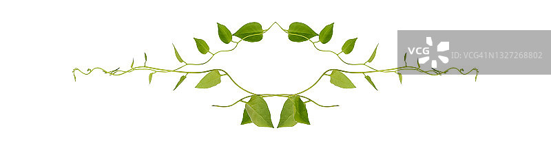 心形的绿叶攀缘藤蔓，野樱草(Telosma cordata)的常青藤，野樱草的森林植物，生长在白色的背景上，修剪路径包括。图片素材