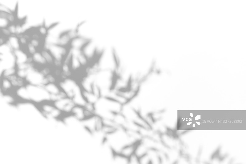 抽象的灰色阴影来自热带植物竹叶在白色背景。黑色和白色的阴影隔离你的设计和艺术。2021年流行单色。带有复制空间的平铺风格图片素材