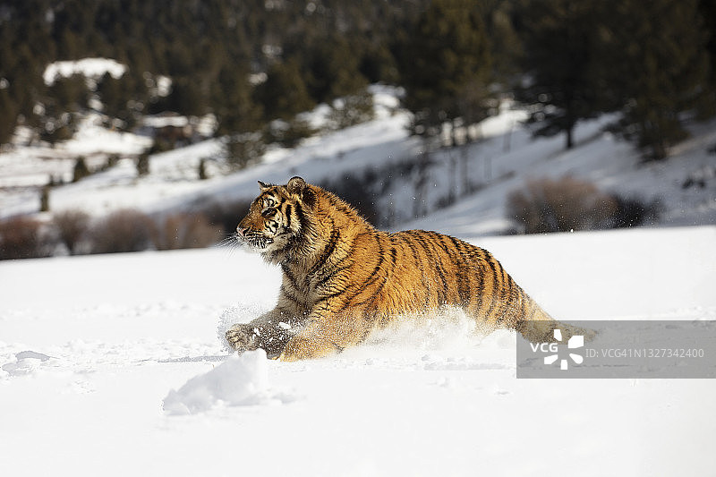 这是东北虎(panthera tigris altaica)在雪中奔跑的特写镜头图片素材