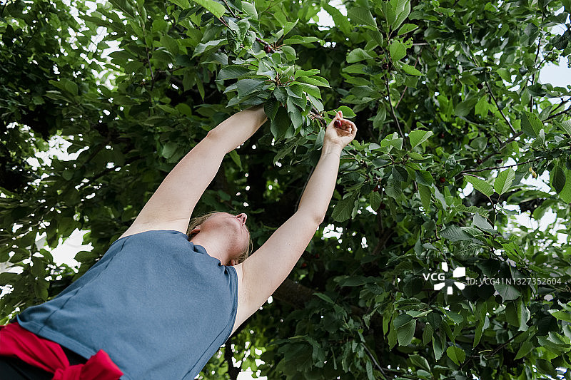 一个女人从一棵茂盛的树上摘下一颗樱桃的低角度镜头图片素材