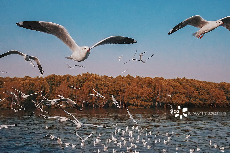 日落时海鸥在海面上飞翔的风景图片素材