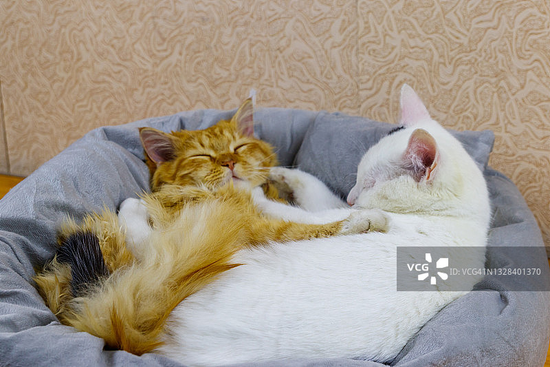 两只猫躺在它们柔软舒适的猫床上图片素材