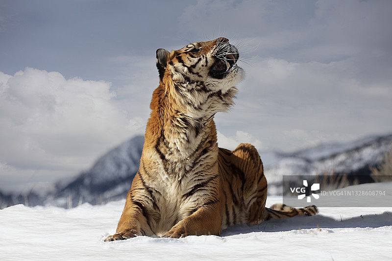 近距离拍摄的东北虎躺在雪地上，咆哮着向上爬图片素材