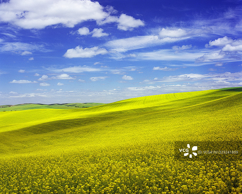 华盛顿帕卢斯，黄色油菜籽田上湛蓝的天空图片素材