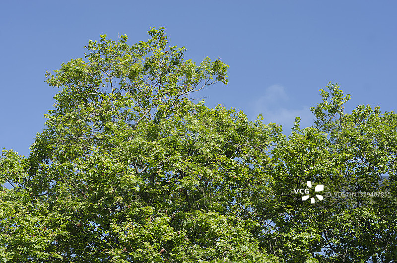在蓝天的映衬下，树梢图片素材